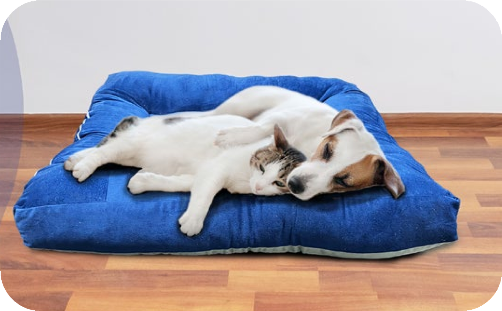 Pet Pillow